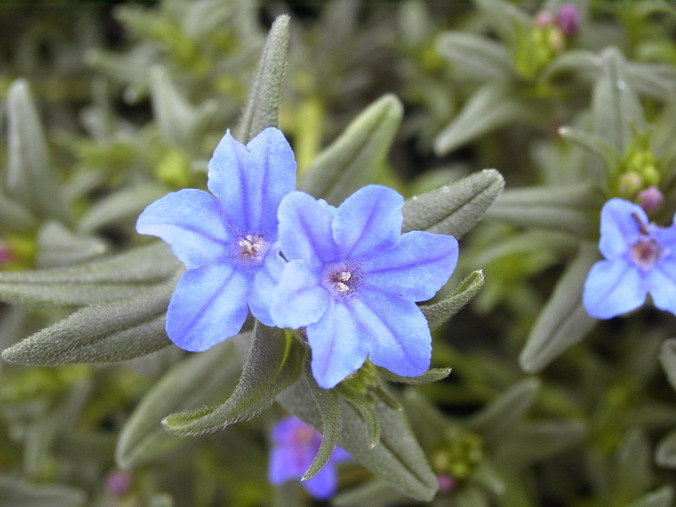 LITHODORA diffusa Heavenly Blue