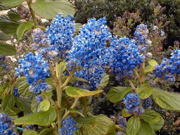 CEANOTHUS arboreus Trewithen Blue : floraison de fin mars. Nº586