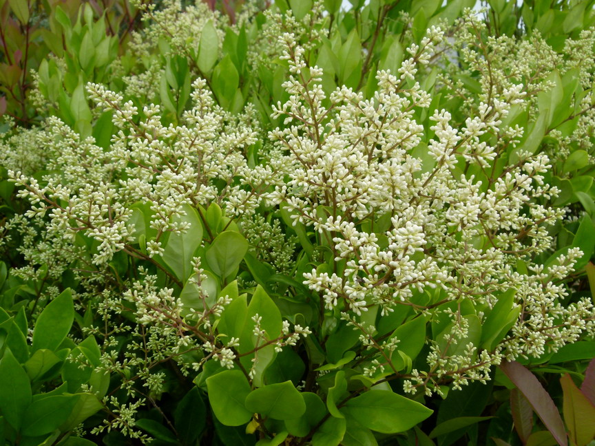 LIGUSTRUM japonicum Texanum : floraison de juin-juillet. Nº588