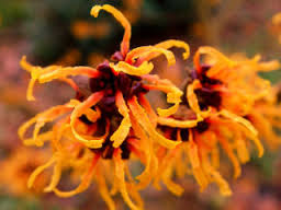HAMAMELIS X.intermedia Jelana