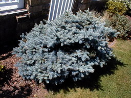 PICEA pungens Glauca Globosa