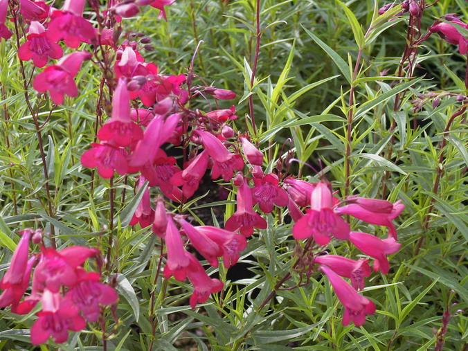 PENSTEMON Phare Rouge
