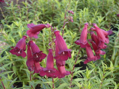 PENSTEMON Black Bird