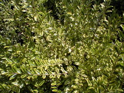 LONICERA nitida Lemon Beauty