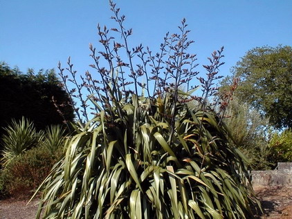 PHORMIUM tenax