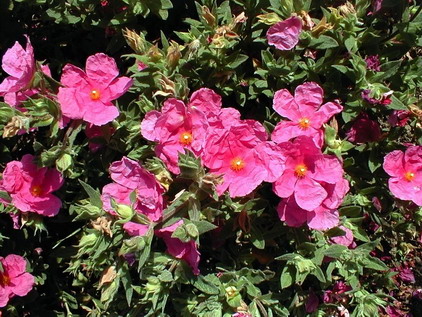 CISTUS x.pulverulentus Sunset