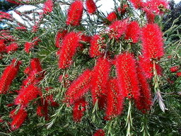 Rince-bouteille rigide - Callistemon rigidus