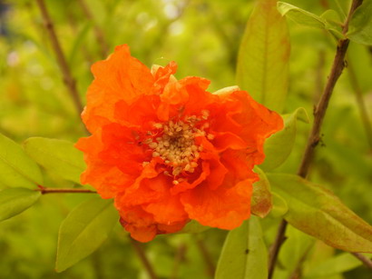 PUNICA granatum Legrellia : floraison de juin-juillet. Nº602
