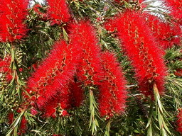 CALLISTEMON rigidus