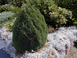 CHAMAECYPARIS lawsoniana Minima Glauca