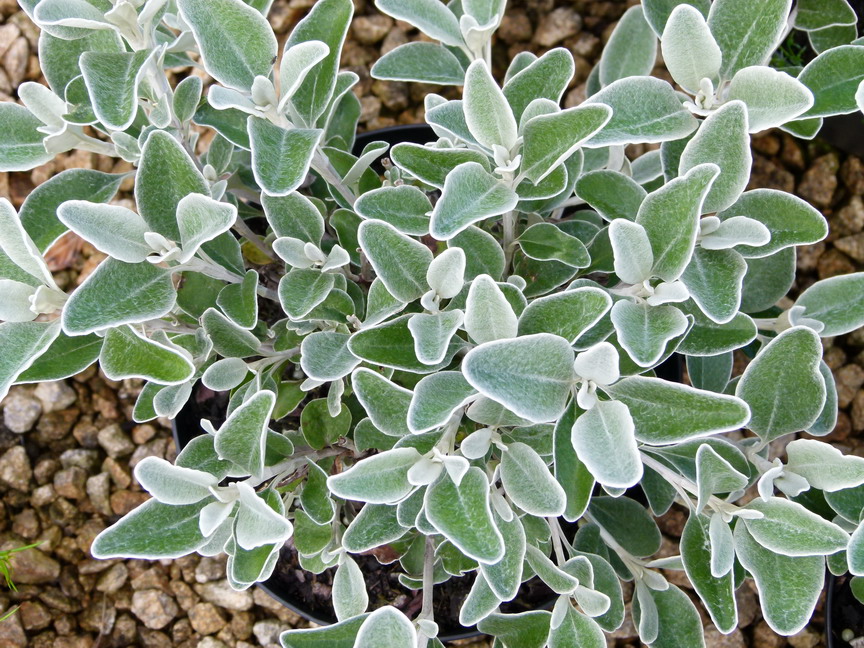 SENECIO greyi