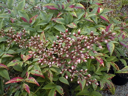 NANDINA domestica Richmond