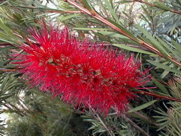 CALLISTEMON Violaceus