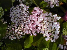 HYDRANGEA macrophylla Ayesha