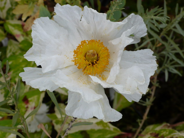 ROMNEYA coulteri