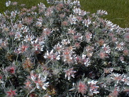 DORYCNIUM hirsutum Fréjorgues
