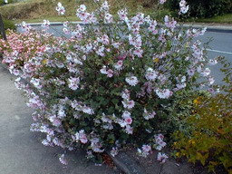 LAVATERA thuringiaca Barnsley