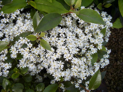 OLEARIA rani