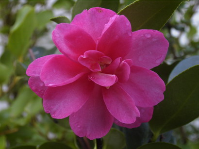 CAMELLIA sasanqua Hiryu