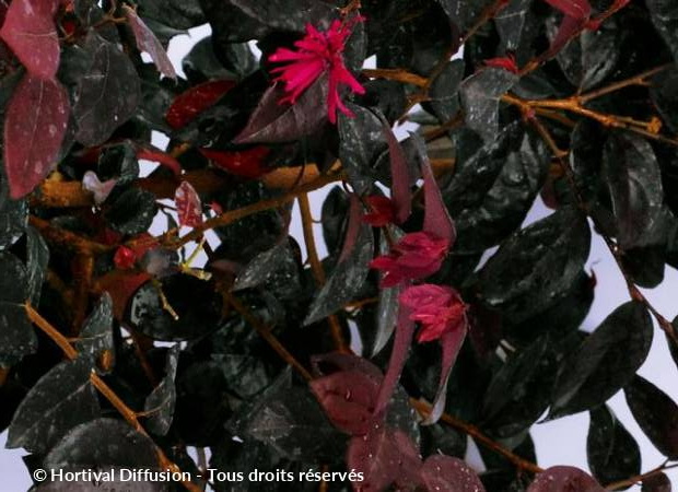 LIGUSTRUM japonicum Rotundifolium : floraison de juin-juillet. Nº644