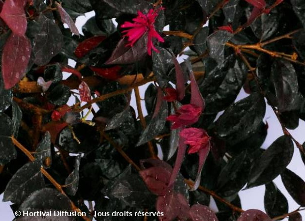 LOROPETALUM chinense Black Pearl ®