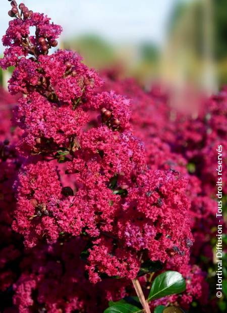 LAGERSTROEMIA indica Braise d'Eté ®