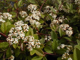 COTONEASTER lacteus