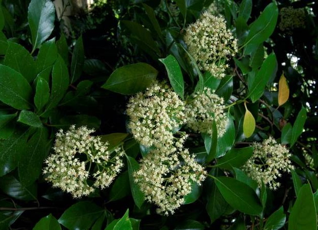 VIBURNUM odoratissimum