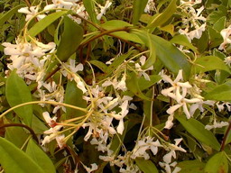 TRACHELOSPERMUM jasminoides : floraison d'avril à juin. Nº656