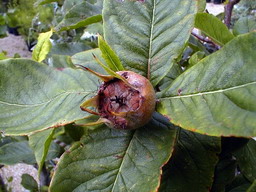 NEFLIER à gros fruits