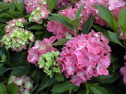 HYDRANGEA macrophylla Kuhnert