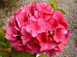 HYDRANGEA macrophylla Merveille