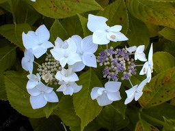HYDRANGEA macrophylla Lanarth White : floraison de juillet. Nº671