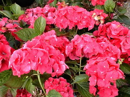 HYDRANGEA macrophylla Alpenglühen