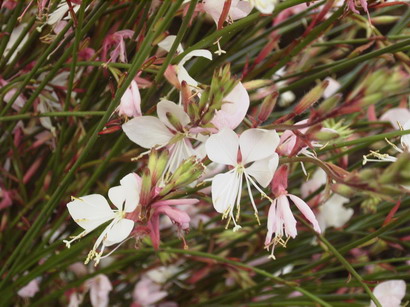 GAURA lindheimeri