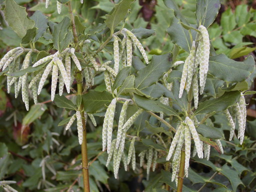 GARRYA elliptica