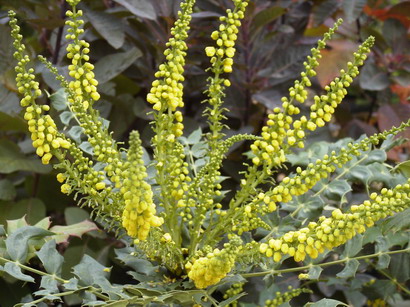 MAHONIA x.media Winter Sun