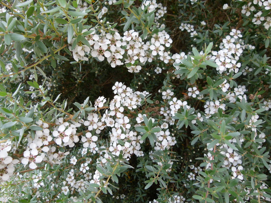 LEPTOSPERMUM lanigerum Silver Sheen