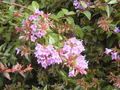 photo ABELIA Edward Goucher