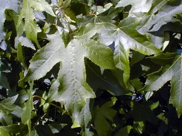 LIQUIDAMBAR styraciflua