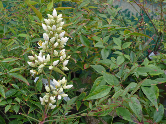 NANDINA domestica