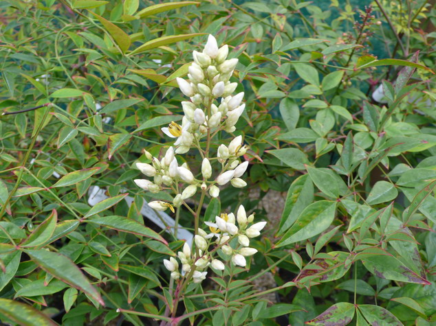NANDINA domestica