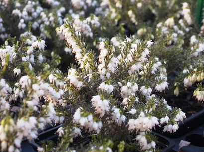 ERICA x.darleyensis White Glow