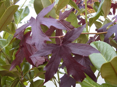 LIQUIDAMBAR styraciflua Worplesdon