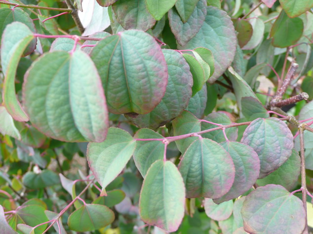 CERCIDIPHYLLUM japonicum