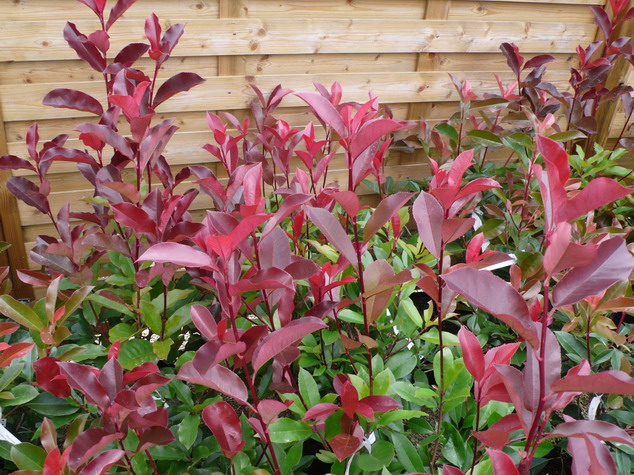 PHOTINIA x.fraseri Red Robin