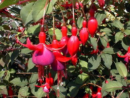 FUCHSIA Mrs Popple