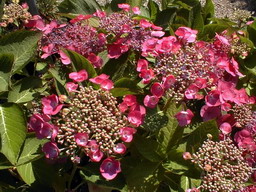 HYDRANGEA macrophylla Mousmee : floraison de juin-juillet. Nº703