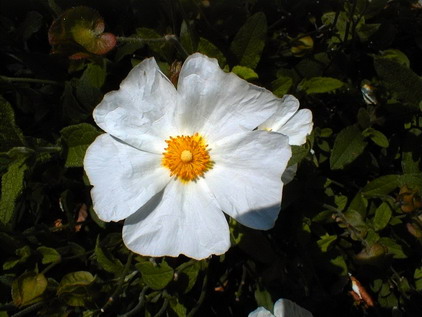 CISTUS salviifolius