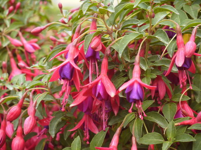 FUCHSIA Tom Thumb